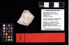 NHMW-GEO-2007z0149-0051_Ol_01.tifCycloprosopon stenofrons (Schweitzer & Feldmann, 2010)  (NHMW-GEO-2007z0149-0051)